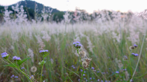 Close-up of purple flowering plants on field