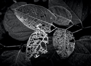 Close-up of raindrops on leaves