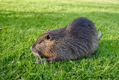 Wet nutria sits in the green grass in a city park