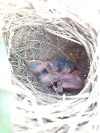 High angle view of bird in nest