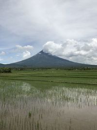 Scenic view of agricultural field against sky