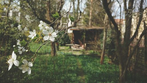 Close-up of white cherry blossoms in spring