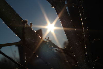 Low angle view of sunlight streaming through tree