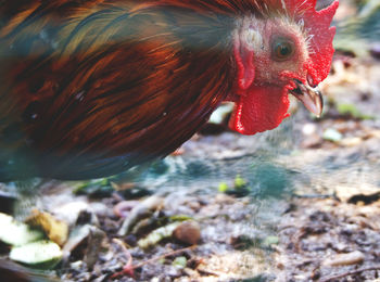 Close-up of rooster