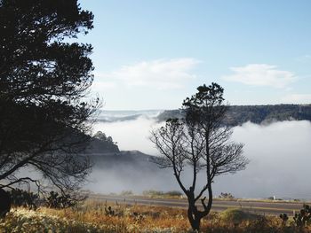 Trees on field against sky