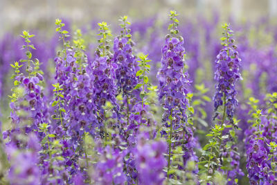 Close-up of purple flowering plants on field