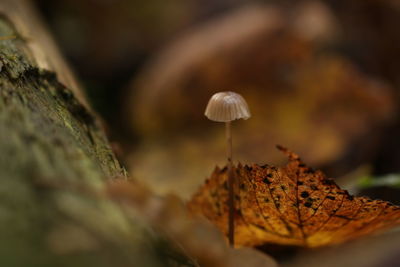 Close-up of mushroom growing outdoors