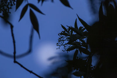 Low angle view of silhouette tree against sky at night