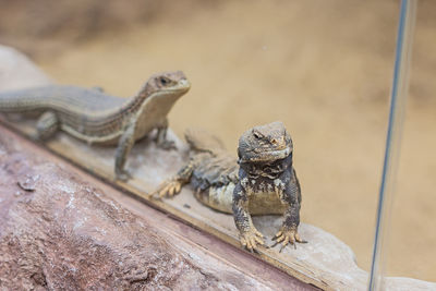 Two uromastyx dispar in a zoo.