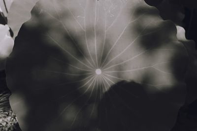 Close-up of flowering plant