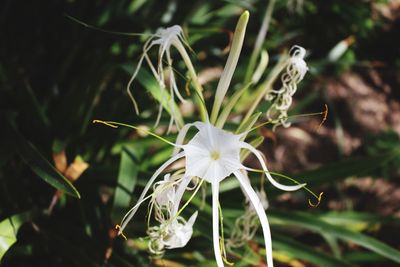 Close-up of white flowers blooming outdoors