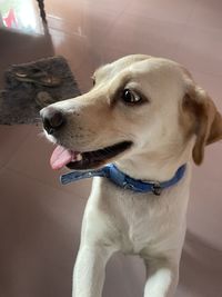 Close-up of dog looking away at home