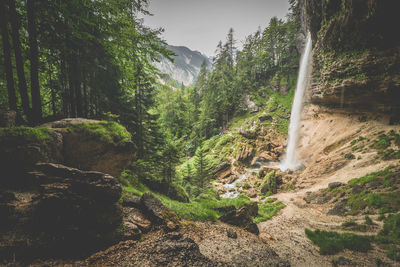 Scenic view of forest