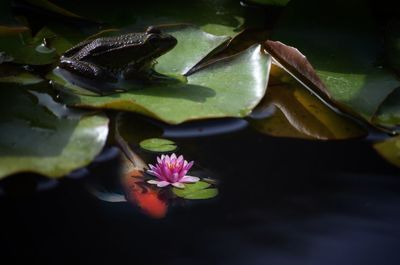 Close-up of lotus water lily in pond