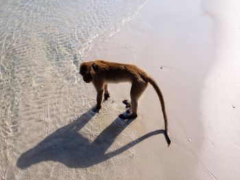 View of a dog on sand