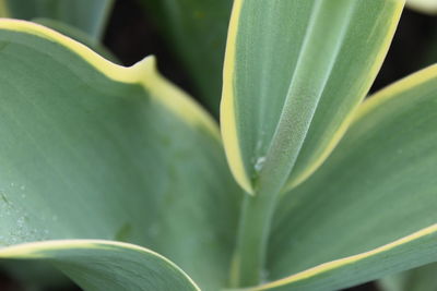 Close-up of succulent plant