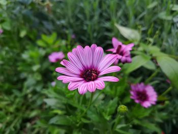 Close-up of purple flower