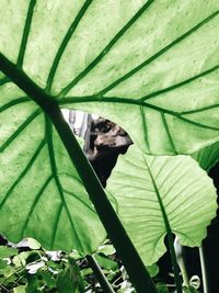 Full frame shot of leaves