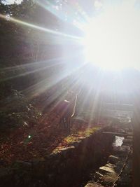 Sun shining through trees