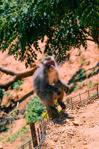 High angle view of monkey sitting on wooden post in forest