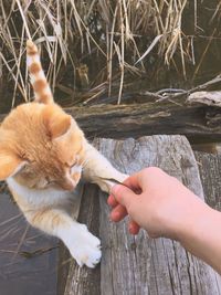 Midsection of person hand on cat