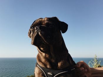 Close-up of a dog looking away against sky