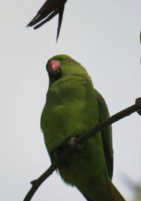 Bird perching on a branch