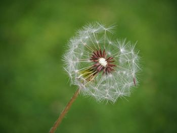 Close-up of dandelion