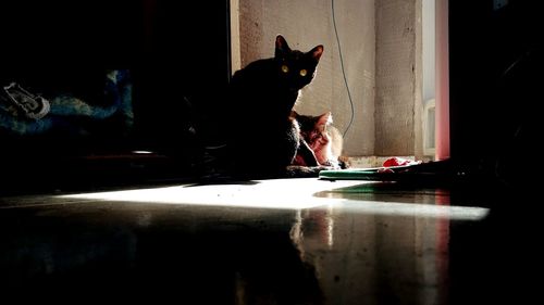 Cat sitting on table at home