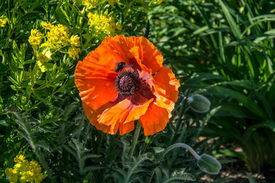 Close-up of insect on orange flower