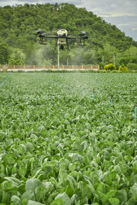 Scenic view of agricultural field