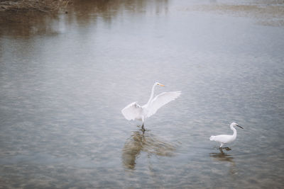 Cranes on lake