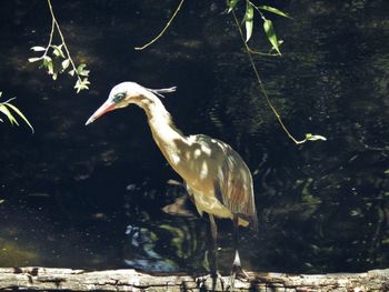 Birds perching on a lake