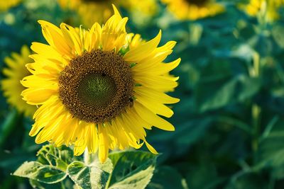 Close-up of sunflower