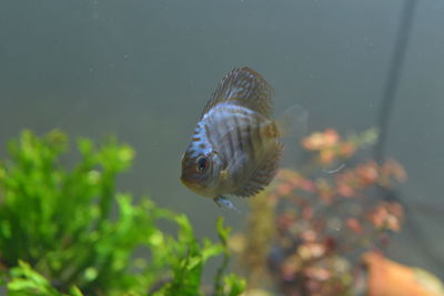 Close-up of fish swimming in sea