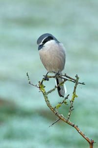 Close-up of bird perching on branch