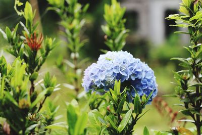 Close-up of blue flowers blooming outdoors