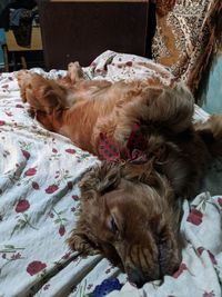 High angle view of cat lying on bed