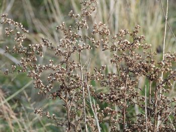 Close-up of flowering plants on field