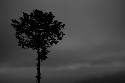 Low angle view of tree against sky