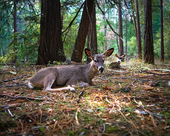 Deer in forest