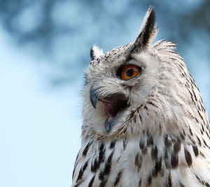 Close-up of owl outdoors