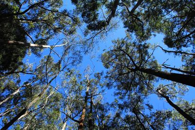 Low angle view of trees against blue sky
