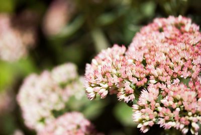 Close-up of pink flowering plant