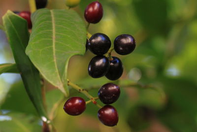 Close-up of cherries on tree
