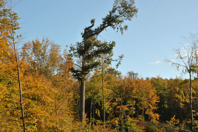 Low angle view of trees against blue sky