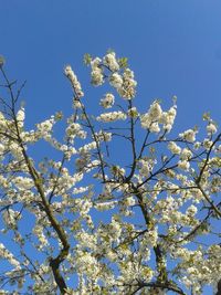 Low angle view of cherry blossoms against blue sky