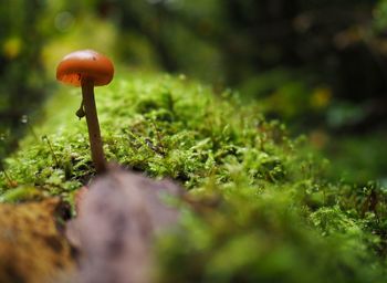 Close-up of mushroom growing on field