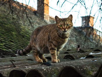 Portrait of cat