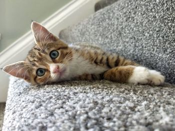 Portrait of cat relaxing on rug